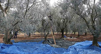 Zeytin bol piyasalar beklemede...