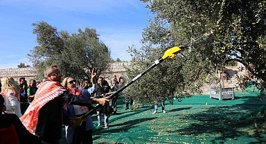 19. Ayvalık Uluslararası Zeytin Hasat Festivali'nde ilk hasat Barbun'un Çiftliği'nde gerçekleşti
