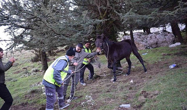 'Bu şehrin taşı toprağı da, kuzusu kurdu da bize emanet' diyen başkandan, bin 900 rakımda ölümü bekleyen katıra şefkat eli