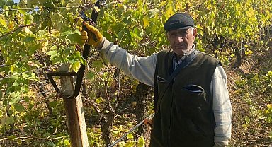 82 yaşında ekmeğini budama yaparak kazanıyor