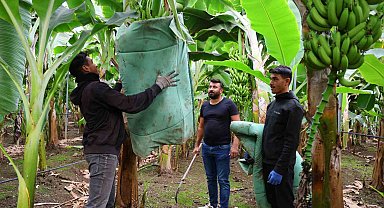 Adana'da ekim alanı 100 kat artan muzda hasat başladı