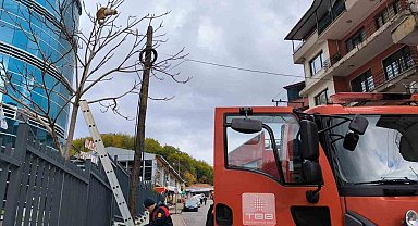 Ağaçta mahsur kalan kediyi ekipler kurtardı