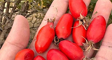 Ağrı'da doğal lezzetin peşinden dağlara çıkılıyor