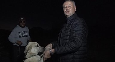 Alanya'da Avokadoya dikenli tel ve çoban köpekli koruma