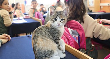 Amasya'da kedi 'Karamel' sınıfın parçası haline geldi