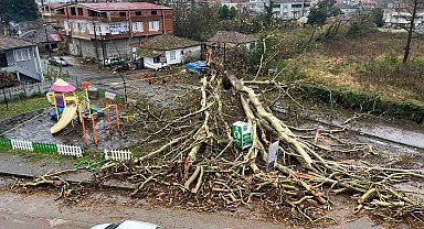 Anıt ağaç, fırtınada yıkıldı