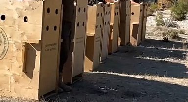 Antalya'da 8 dişi alageyik yeni yaşam alanlarına kavuştu