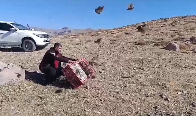 Antalya'da doğaya 240 çil keklik salındı