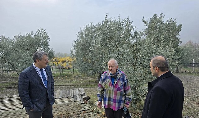 Asırlık zeytin ağaçları coğrafi işaretle tescillenecek