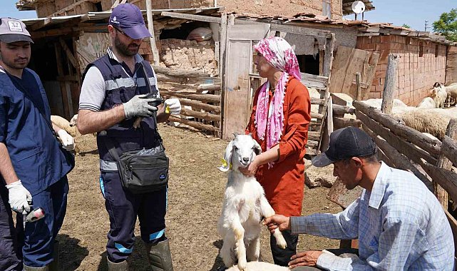 Aşısı olmayan riskli hayvana sahip çiftçilere uyarı: "Destek alamayacaklar"