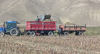 Aşkale'de şeker pancarı hasadı