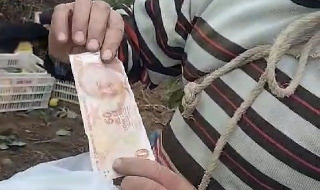 Bahçeden hurma toplayıp parasını poşet içinde ağaca astı