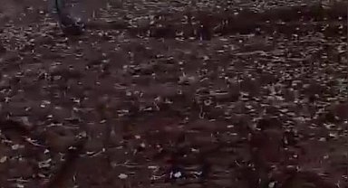 Bahçeye giren domuzu traktörle kovaladı