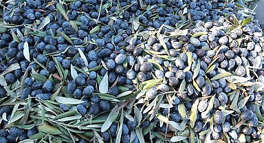 Balıkesir'de kuraklıktan büyüyemeyen zeytin yüz güldürmedi