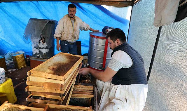 Başka illerden arıcılar gelmeyip kovan sayısı azalınca, bu yıl çam balı dalda kaldı