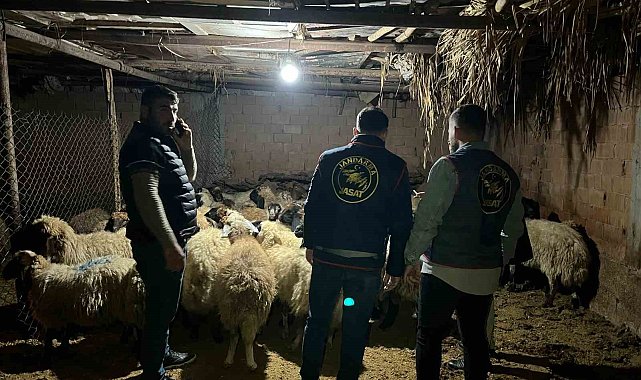 Batman'da çalınan 54 koyun sahiplerine teslim edildi, 2 şüpheli tutuklandı
