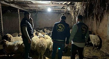 Batman'da çalınan 54 koyun sahiplerine teslim edildi, 2 şüpheli tutuklandı