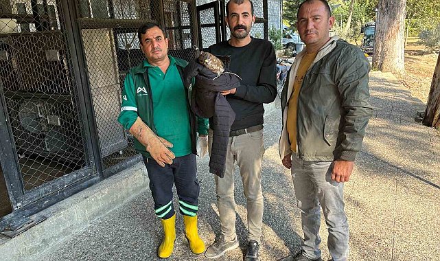 Belediye personeli yaralı buldukları doğanı Doğa Parkı'na teslim etti
