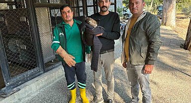 Belediye personeli yaralı buldukları doğanı Doğa Parkı'na teslim etti