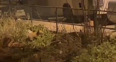 Bilecik'te aç kalan tilkiler şehre indi