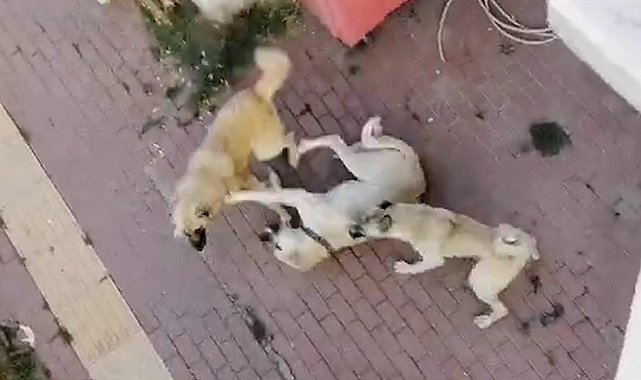Bilecik'te vatandaşlar sahipsiz köpek korkusundan sokağa çıkamıyor