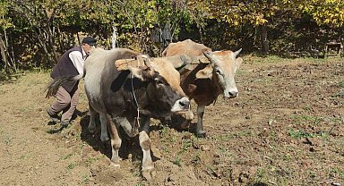 Bu köydeki tarım halen karasabanla yapılıyor