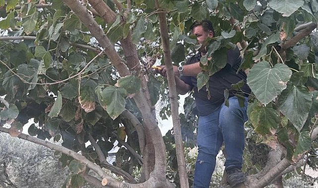 Buharkent'te ağaçlara kış bakımı