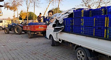 Bursa'da zeytin üreticilerinin Tarım Kredi çilesi