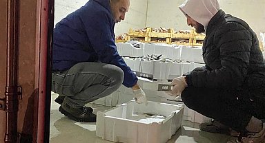 Bursa'da 1,5 ayda 5 ton balığa el konuldu!