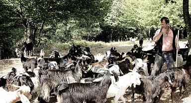 Bursa'da keçi çobanının zorlu yolculuğu