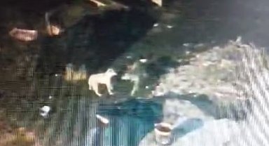 Çalındı zannedilen köpek, kurtlar tarafından parçalandı: O anlar kamerada