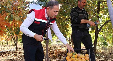 Denemek için bahçesine cennet hurması ekti, geçimini bununla sağlamaya başladı