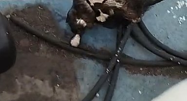 Denize düşen kedi, balıkçı kepçesiyle kurtarıldı