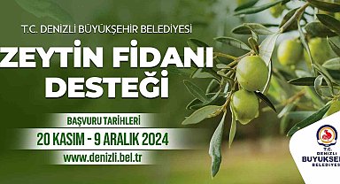 Denizli Büyükşehir çiftçilere 50 bin zeytin fidanı dağıtacak