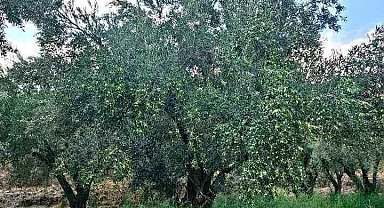 Denizli Milletvekili Ün zeytin üreticisinin sorunlarına dikkat çekti