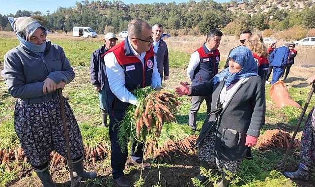 Denizli'de bu yıl 5 bin ton havuç hasat edilecek
