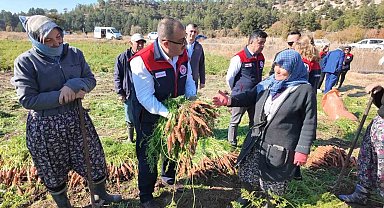 Denizli'de bu yıl 5 bin ton havuç hasat edilecek
