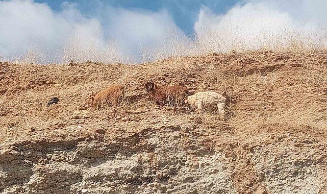 Diyarbakır'da 3 keçi 2 gündür mahsur kaldıkları yerden kurtarıldı