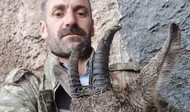 Doğada bitkin düşen dağ keçisi ekiplere teslim edildi