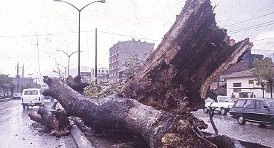 Dua Çınarı üniversitede sergileniyor
