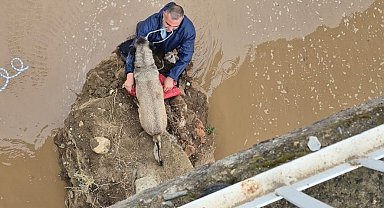 Edremit Çayı'nda mahsur kalan köpeği itfaiyeci suya girerek kurtardı