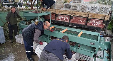 Edremit Körfezi'ndeki zeytin işletmelerinde elek mesaisi başladı