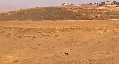 Elazığ'da aç kalan domuz köye indi