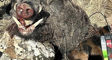 Elazığ'da avcılar 300 kiloluk domuz avladı