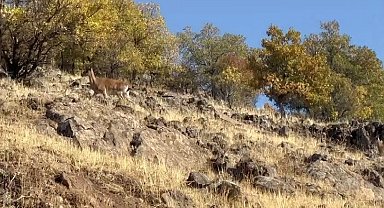 Elazığ'da dağ keçileri görüldü