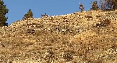 Elazığ'da koruma altındaki dağ keçileri sürü halinde görüldü