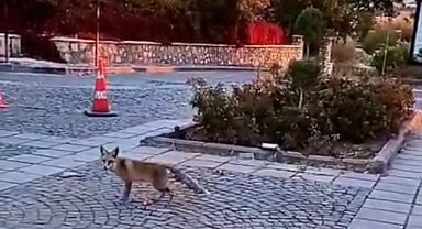 Elazığ'ı tilkiler sardı