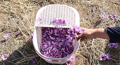 Eskişehir'de safran hasadı gerçekleştirildi