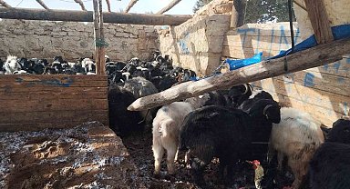 Fırtına Mersin'de hayvan barınağına zarar verdi