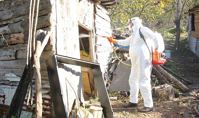 Giresun Belediyesi'nden kahverengi kokarcayla mücadele